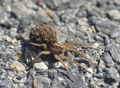 Hogna radiata